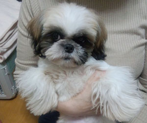 子犬写真