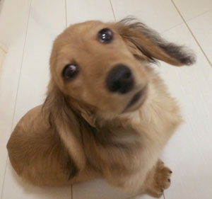 子犬写真