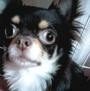 子犬写真