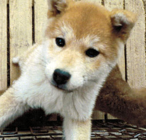 子犬写真