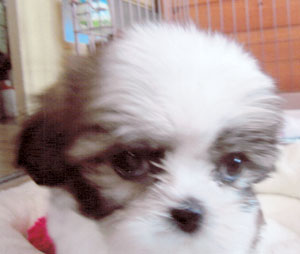 子犬写真