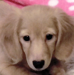 子犬写真