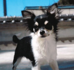 子犬写真