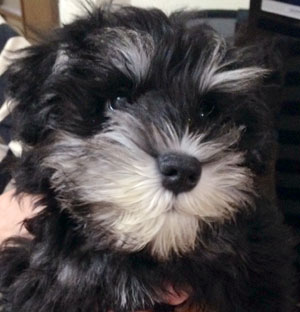子犬写真