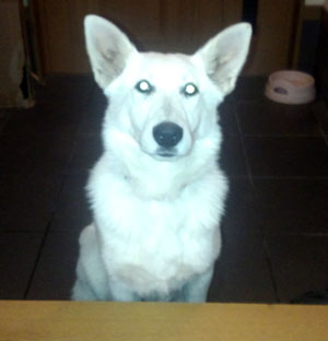 子犬写真