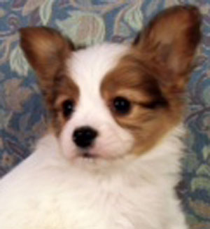 子犬写真