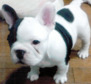 子犬写真