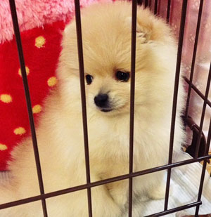 子犬写真