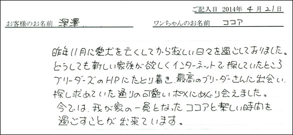 シェットランドシープドッグお客様の声