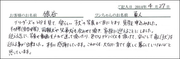 シェットランドシープドッグお客様の声