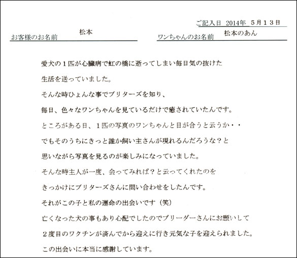 シェットランドシープドッグお客様の声