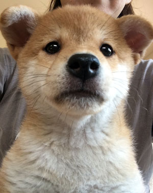 シェットランドシープドッグ写真