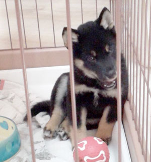 子犬写真