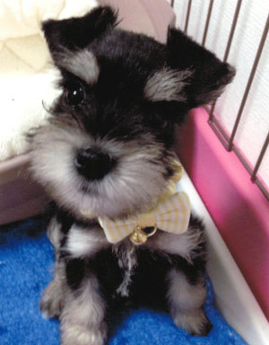 子犬写真