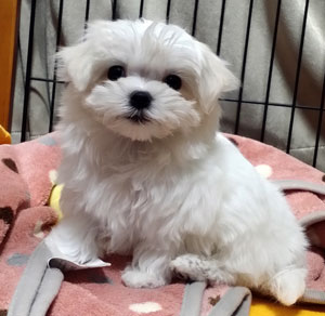 子犬写真