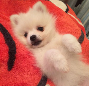 子犬写真