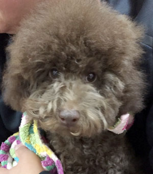 子犬写真