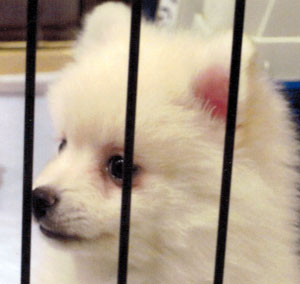 子犬写真