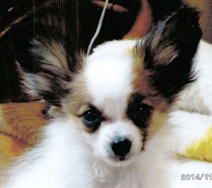 子犬写真