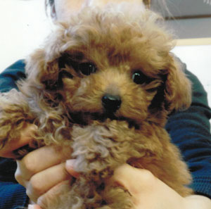 子犬写真