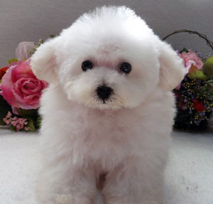 子犬写真