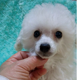 子犬写真