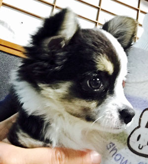 子犬写真