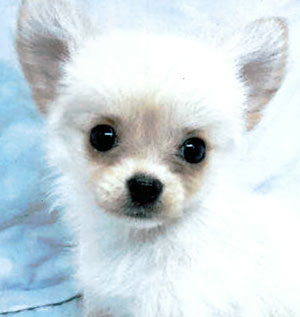 子犬写真