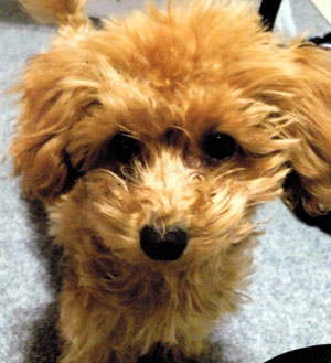 子犬写真