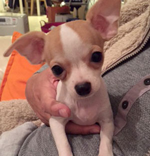 子犬写真
