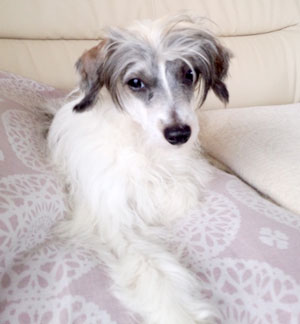 子犬写真