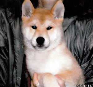 子犬写真
