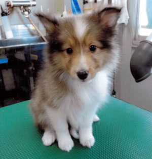 子犬写真