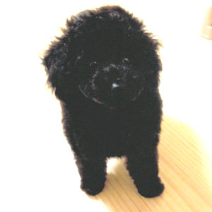 子犬写真