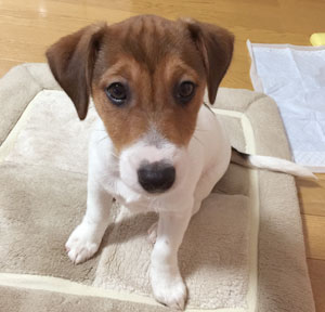 子犬写真