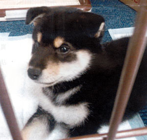 子犬写真