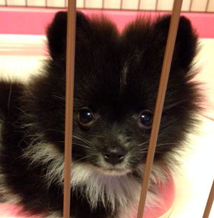 子犬写真