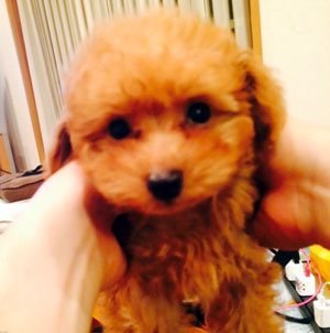 子犬写真