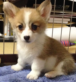 子犬写真