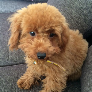子犬写真