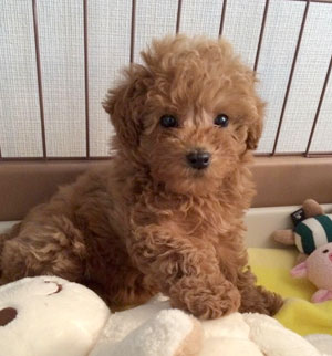 子犬写真