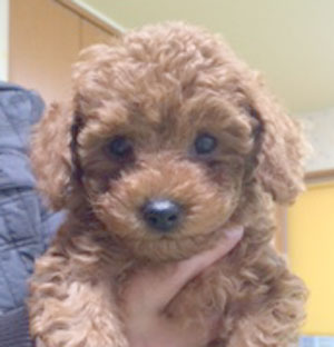 子犬写真