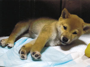 子犬写真
