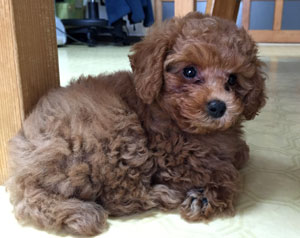 子犬写真