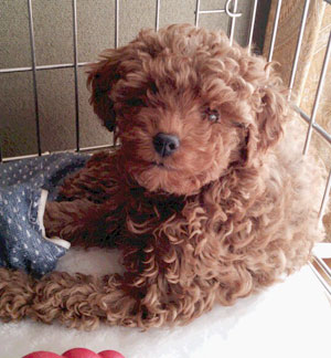 子犬写真