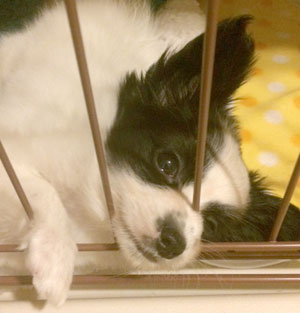 子犬写真