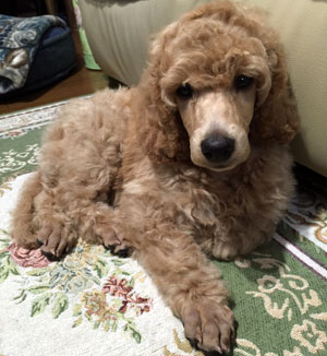 子犬写真