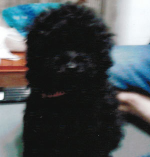 子犬写真