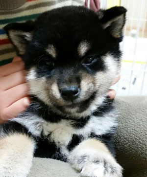 子犬写真