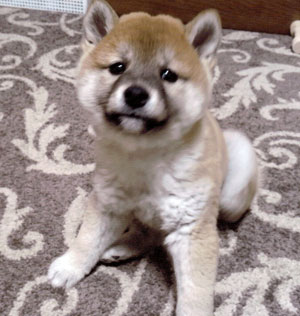 子犬写真